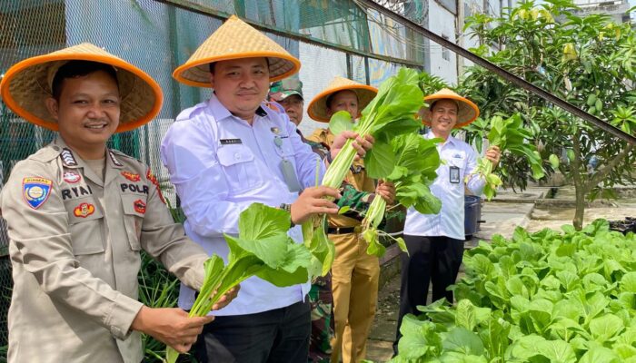 Dukung Program Ketahanan Pangan Nasional, Kabapas Muratara Hadiri Panen Raya Sayuran di Lapas Surulangun Rawas